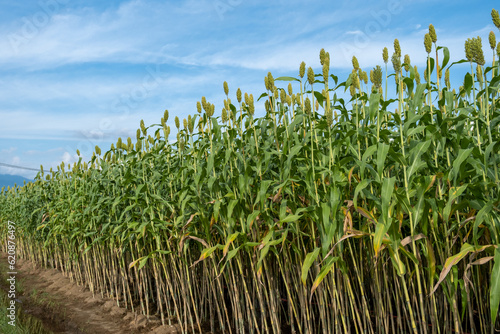Cuadro en lienzo sorghum plantations that thrive in Indonesia, Asia