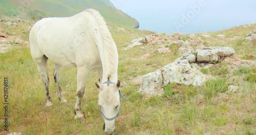 The white domestic horse grazes on mountaintop in rocky steppe area.Pet animal horse in bridle graze on meadow.Beautiful large lake and landscape nature scenic on background.Horse walking on mountain