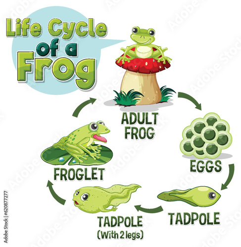 Frog Life Cycle Diagram