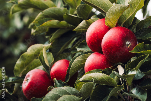 Red apples on tree ready to be harvested. Ripe red apple fruits in apple orchard. Selective focus