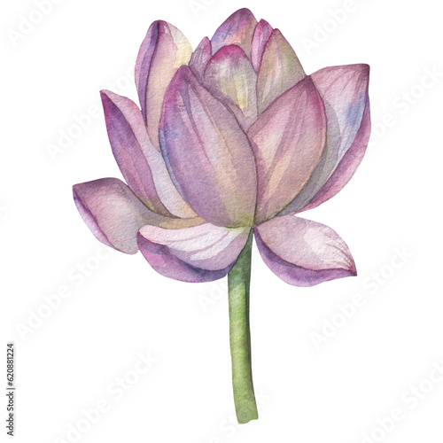 lotus flower, young bud, painted with watercolor on a white background. isolated . Suitable for making business cards, logo, printing on various types of your design