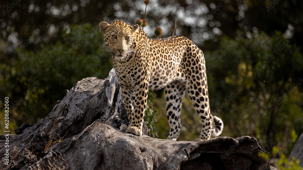 Naklejka premium a leopard walking on a large dead tree