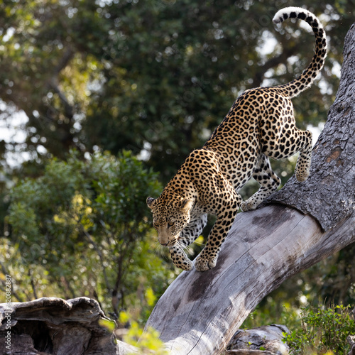 a leopard walking on a large dead tree
