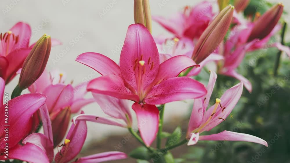 Blooming pink lilies close up