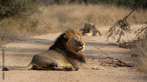a mating pair of lions in Kruger