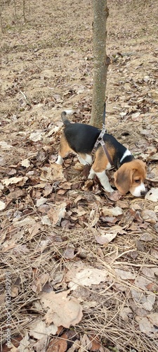 Cute dog on the background of dry grass, puppy, autumn, early spring. Beagle, photo.