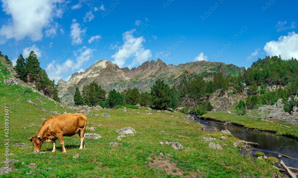 Naklejka premium Cow grazing in a spectacular and wonderful green landscape full of grass with a river next to it and mountains, some snow-capped, in the background with a blue sky of the Aragonese Pyrenees.
