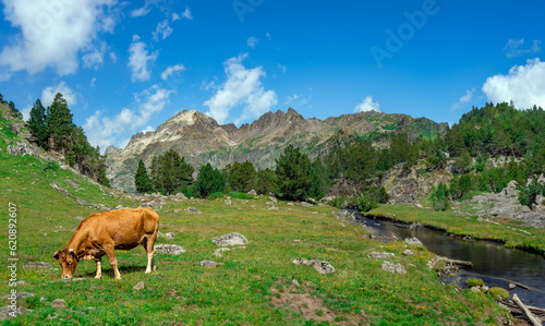 Cow grazing in a spectacular and wonderful green landscape full of grass with a river next to it and mountains, some snow-capped, in the background with a blue sky of the Aragonese Pyrenees.