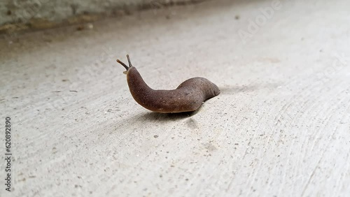 The lost slug on the floor is searching for a way by raising its eyes up photo