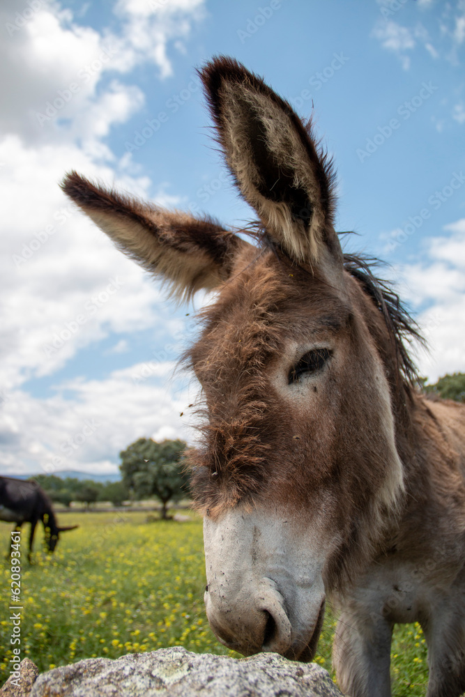 Donkey, portrait and different gestures of this equine. Behind a fence or enjoying freedom grazing in flowery fields Donkey, portrait and different gestures of this equine. Behind a fence or enjoying freedom grazing in flowery fields