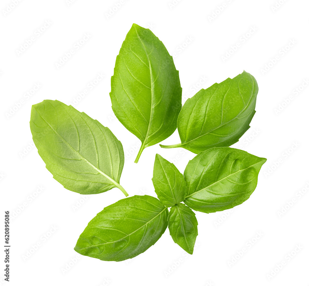 Fresh green basil leaves Fresh green basil leaves