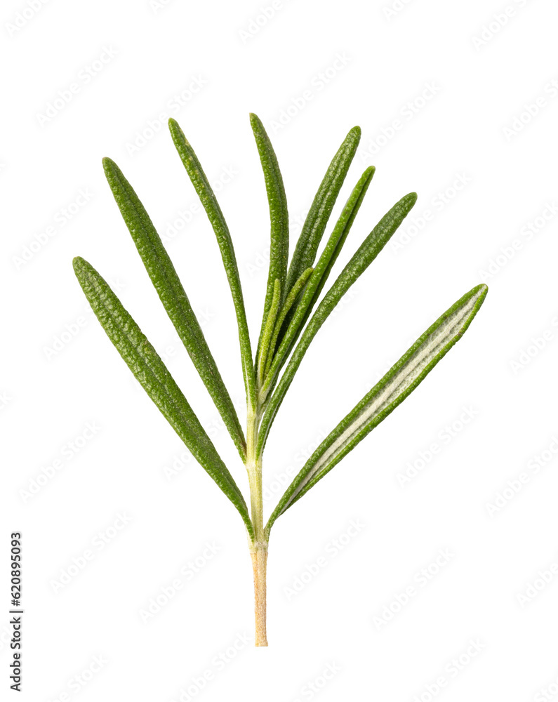 Fototapeta premium Rosemary on white background