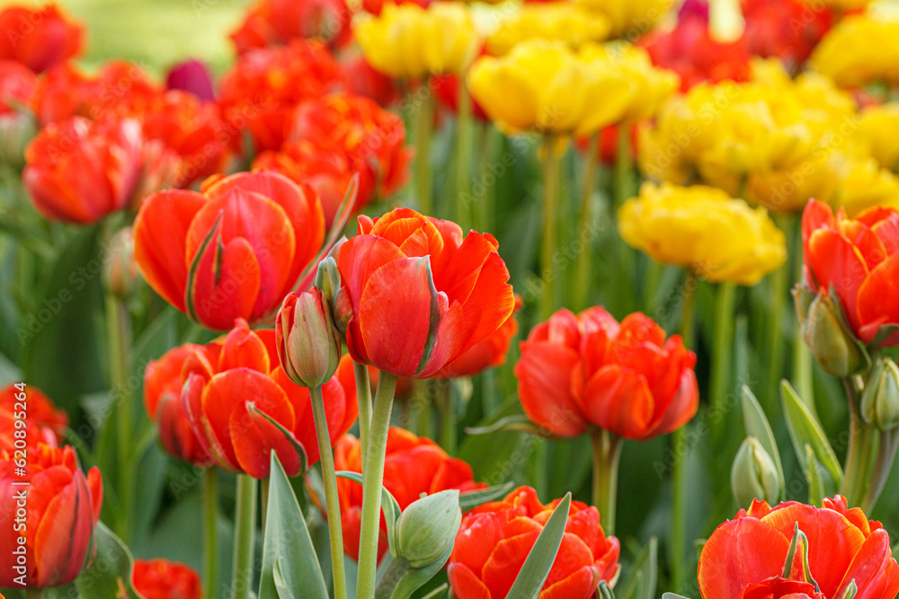 Obraz premium tulip bloom, beautiful field of tulips