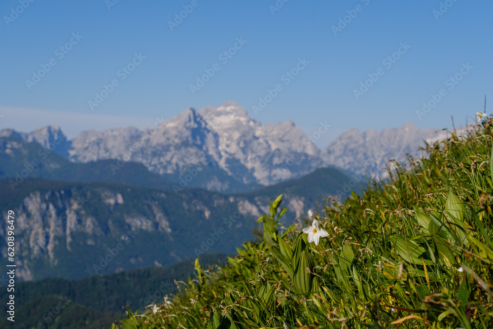 Triglav, Slovenia, mountains, green, summer, grass, sky, field, nature, blue, meadow, agriculture, landscape, plant, wheat, spring, cloud, farm, rural, clouds, environment, season, corn, crop, fresh, Triglav, Slovenia, mountains, green, summer, grass, sky, field, nature, blue, meadow, agriculture, landscape, plant, wheat, spring, cloud, farm, rural, clouds, environment, season, corn, crop, fresh,