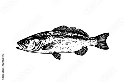 Pike hand drawn engraving fish isolated on white background. Vector sketch illustration.