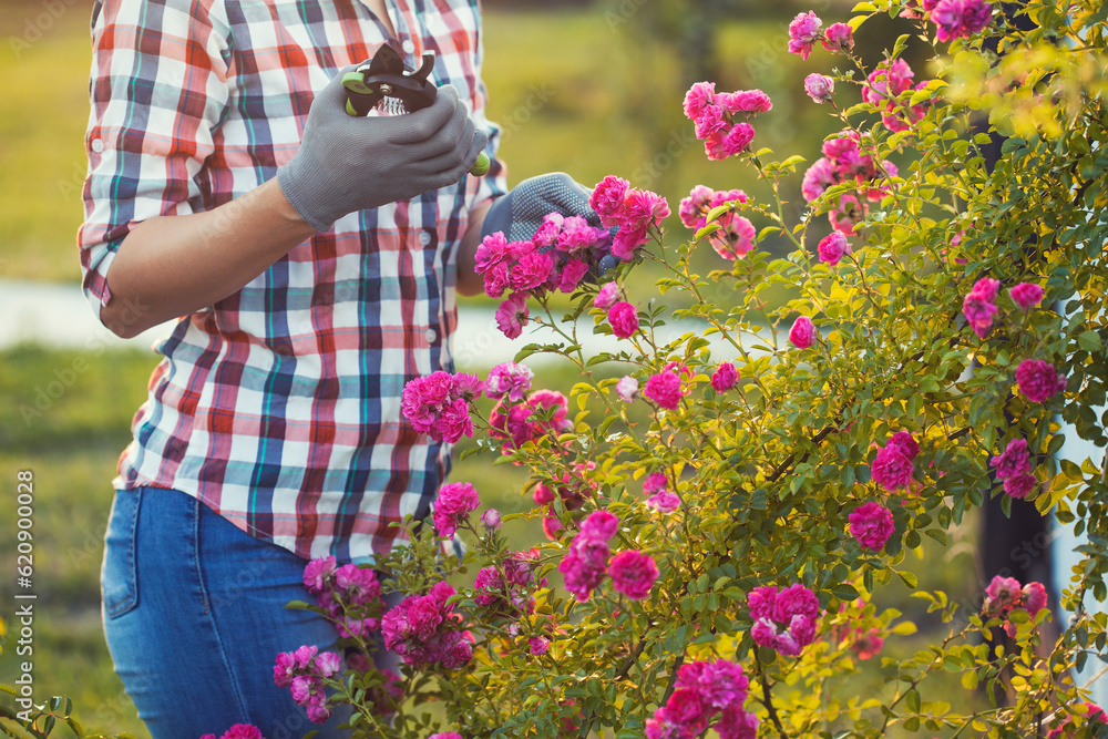 woman gardening and pruning rose bush with garden shears woman gardening and pruning rose bush with garden shears
