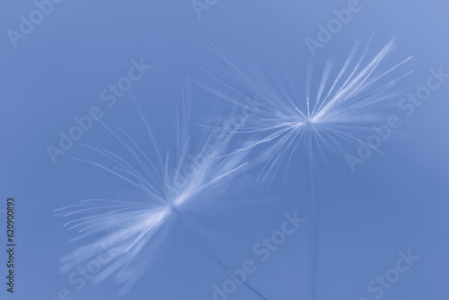 Dandelion seeds on a blue background. Beautiful abstract macro background. Selective focus. © Yulia