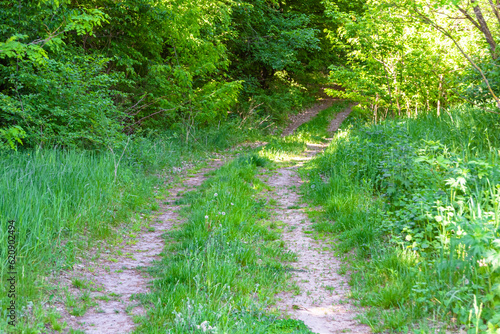 Photography on theme beautiful footpath in wild foliage woodland