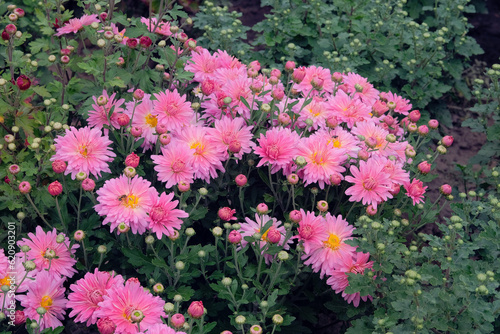 Asters in gardening garden. Pink blossoming flowers in garden. Natural blooming background.