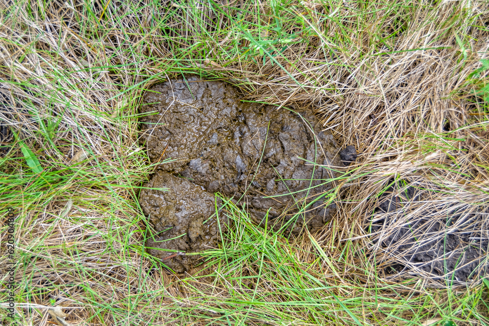 Photography on theme fresh cow dung lies on manure animal farm Photography on theme fresh cow dung lies on manure animal farm