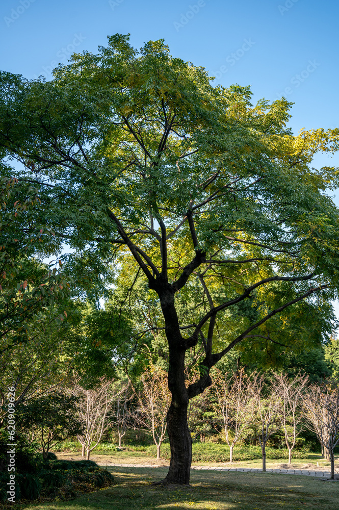 Obraz premium trees in the park