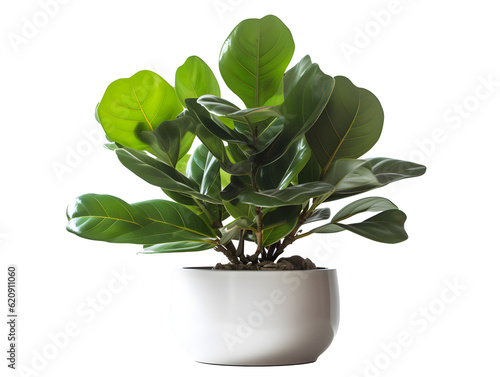 鉢植え観葉植物の美しさ（切り抜き） No.046 Beauty of potted houseplants (clipping) Generative AI