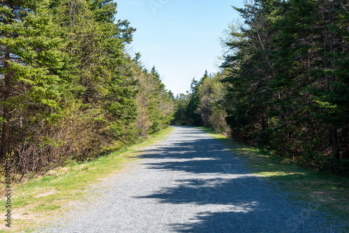 A long gravel dirt road that runs into a forest of trees. The tall luscious evergreen trees are in full bloom. The trees have lots of green leaves. The road has tire truck patterns in the gravel dirt.