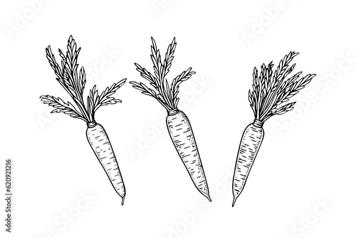 Carrot with tops. Engraving sketch hand drawn vector illustration.