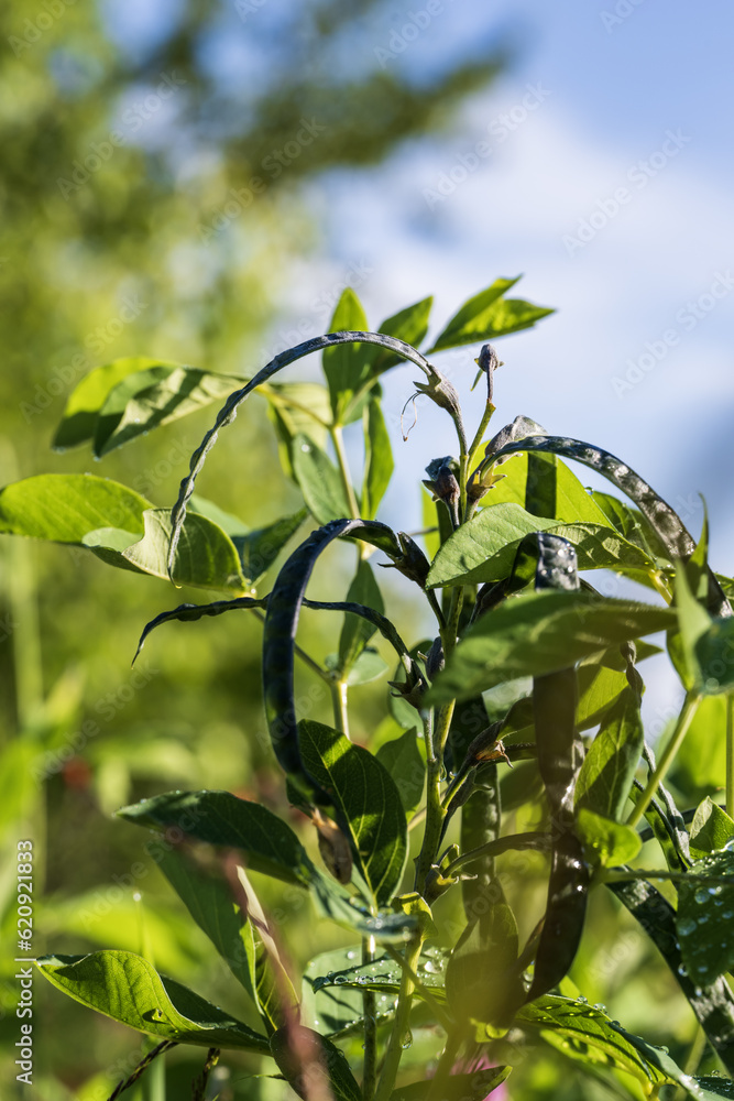 Obraz premium Green pea pods grow on branches