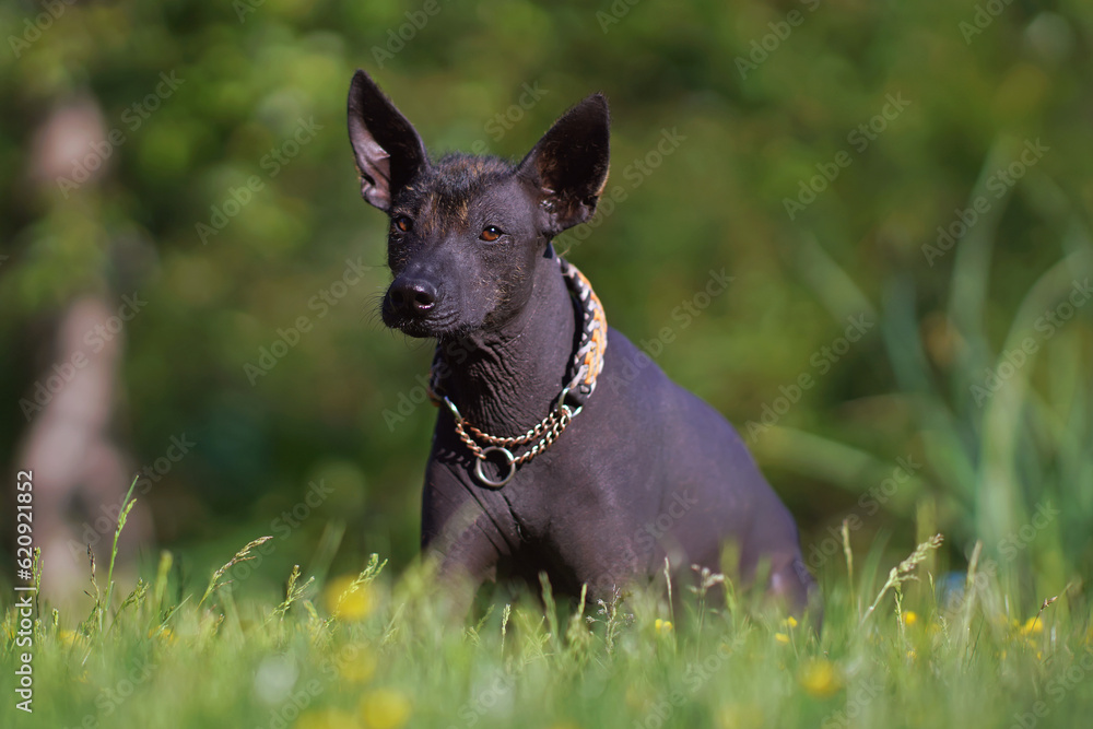 Obedient Xoloitzcuintle (Mexican hairless dog) with a paracord collar posing outdoors lying down on a green grass with yellow flowers in summer Obedient Xoloitzcuintle (Mexican hairless dog) with a paracord collar posing outdoors lying down on a green grass with yellow flowers in summer