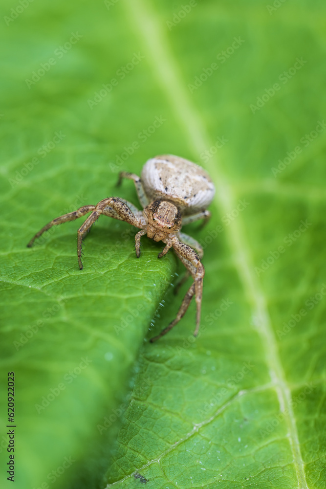 jumping spider on green leaf in the nature jumping spider on green leaf in the nature