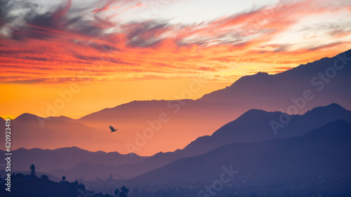 Silhouette of a bird in flight at dusk, Mount San Jacinto, Riverside County, Southern California, California, USA
