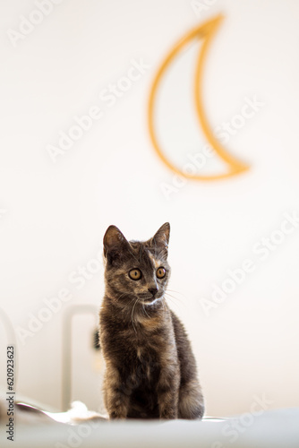 gato gris mirando hacia un lado con una luna detrás 