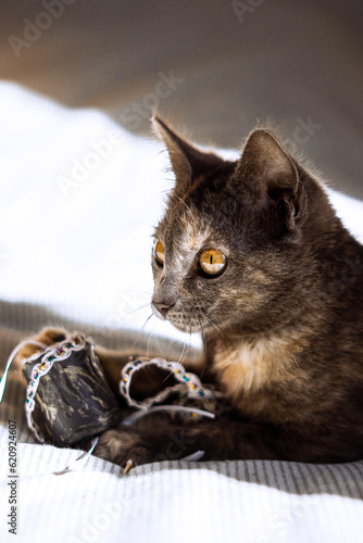 gato gris jugando con un juguete 