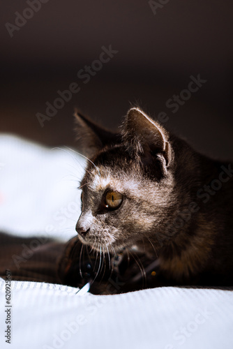gato gris mirando a la izquierda 
