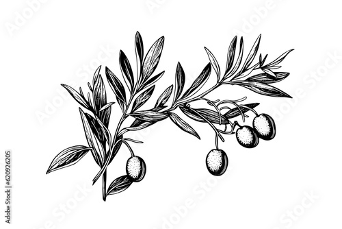Olive brunch in engraving style element for poster, collage, banner. Vector illustration.