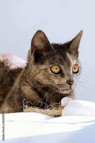 gato mirando a la derecha 