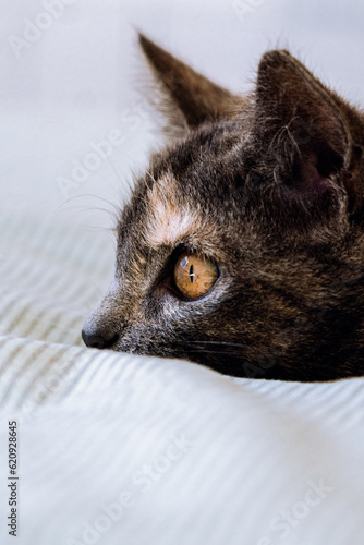 gato reposando su cabeza en la cama