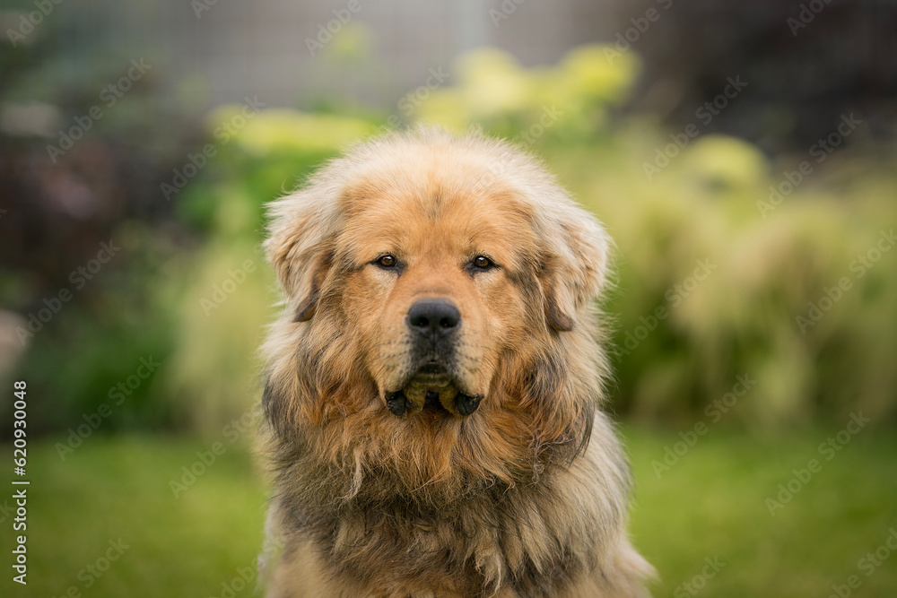 gold The Tibetan Mastiff dog detail of head