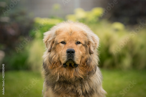 Foto gold The Tibetan Mastiff dog detail of head