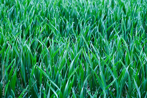 Green wheat field in spring. Close up of young green wheat field