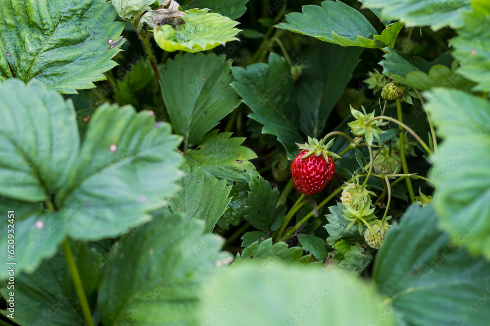 green bush with red strawberries in hand green bush with red strawberries in hand