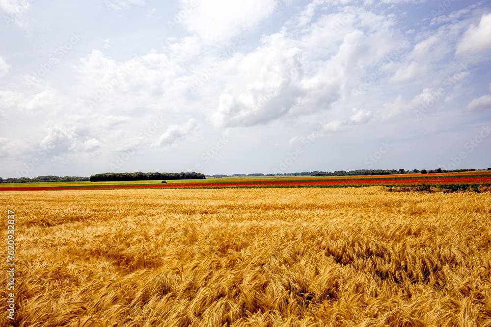 wheat fields in summer, Etretat, Normandy, france