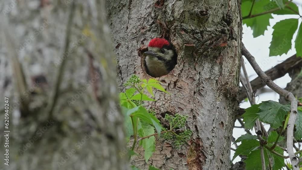 Young woodpecker eats insects and spiders brought by the female (Dendrocopos major) Young woodpecker eats insects and spiders brought by the female (Dendrocopos major)
