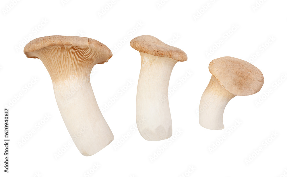 king oyster mushroom path isolated on white king oyster mushroom path isolated on white