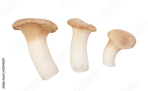 king oyster mushroom path isolated on white