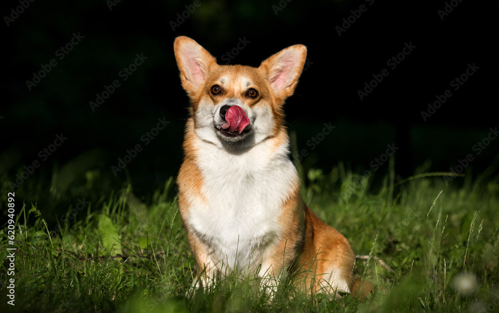 corgi dog licks its lips in the grass corgi dog licks its lips in the grass