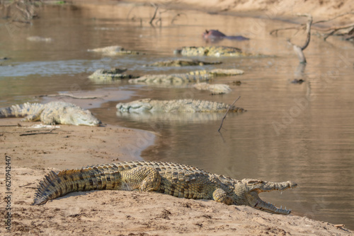 Nile crocodiles basking at the river © Cheryl