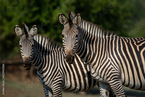 Fototapeta Naklejka Na Ścianę i Meble -  Two Crawshay zebras