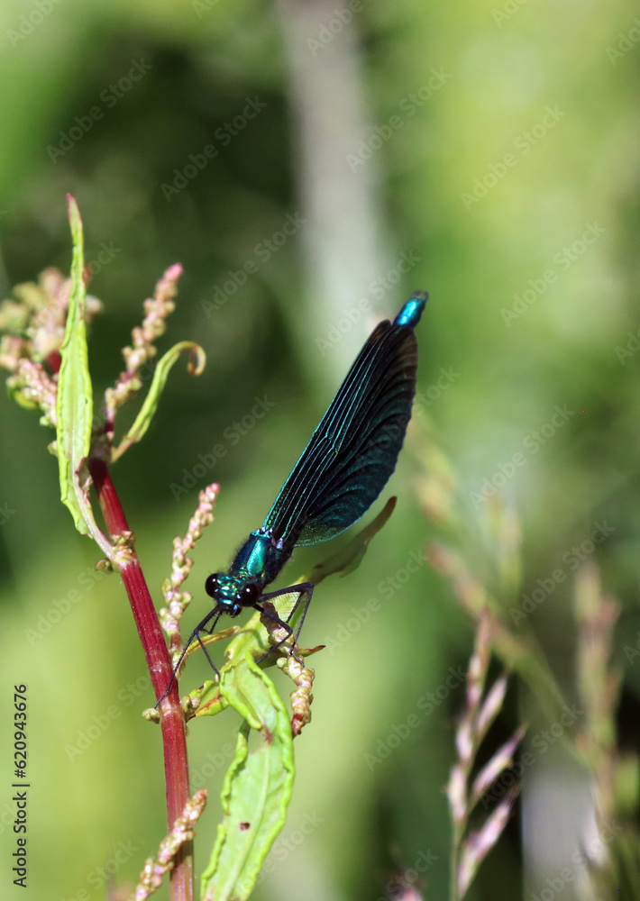 Macro image of a Beautiful Demoiselle perched on a plant, Devon, England
